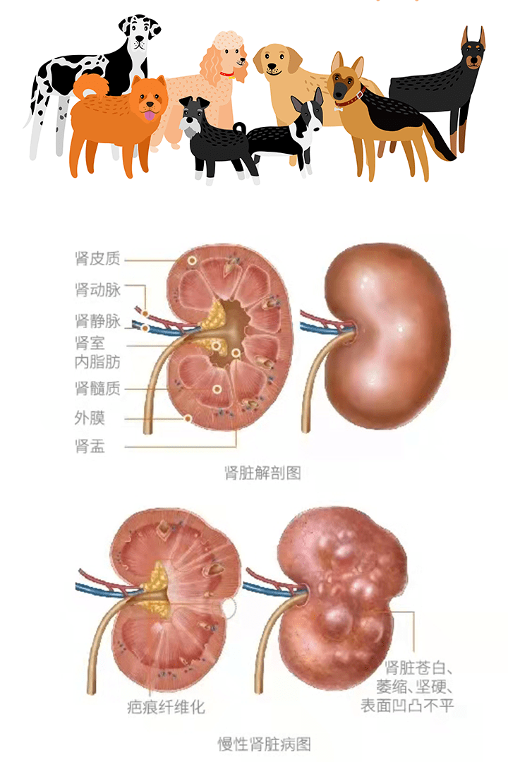 宠物肾脏功能跟人相似,宠物的肾脏通常都具有正常的身体功能,例如从