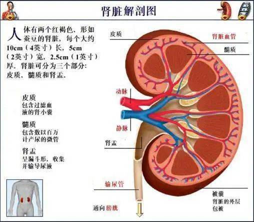 世界肾脏日肾损伤到底因为啥