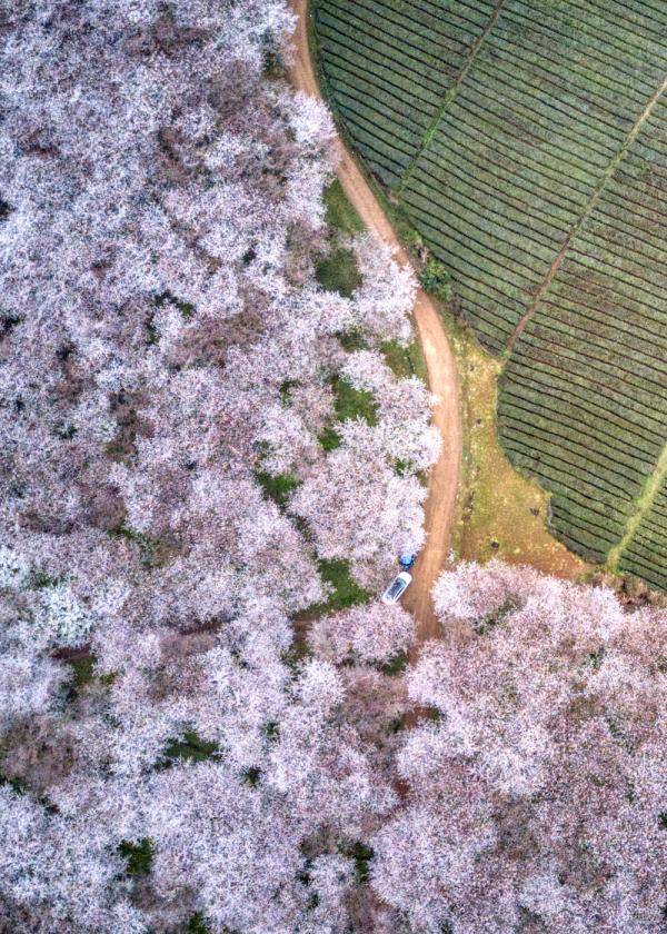 贵州省安顺市西秀区黄腊樱花园里数千亩樱花竞相绽放(3月11日摄.