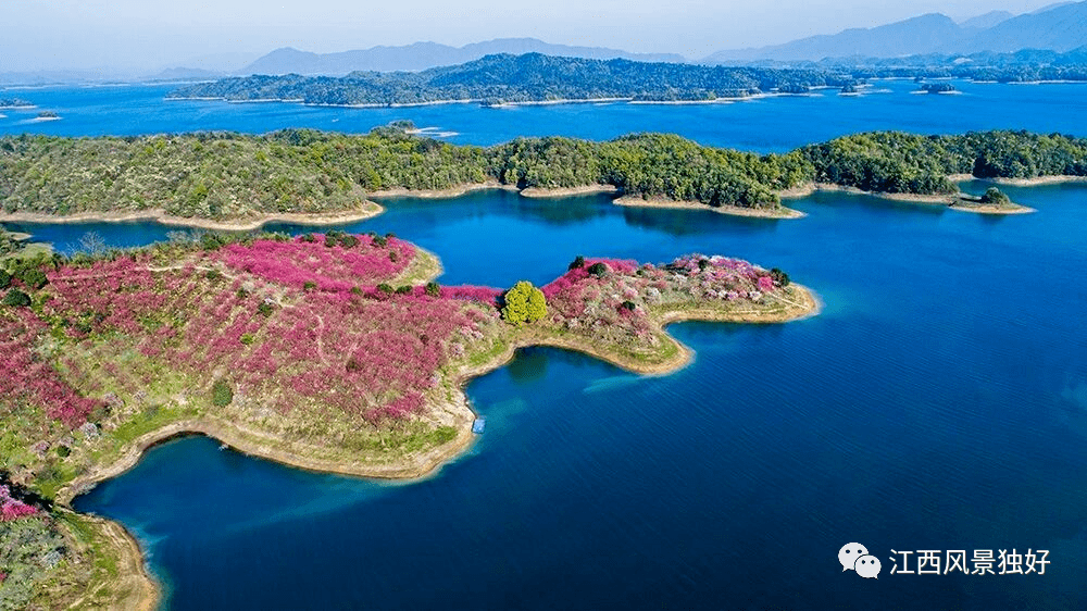 收藏这张2021江西花期预报图!到江西这些景区赏花去.