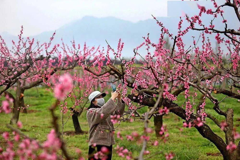 长安唐村梅花春光节从2月16日到3月下旬,赏梅期长达一个月.