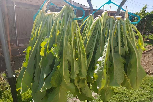 怎么晒干萝卜缨子 c651cfe061bb4f22b5acc0c71ddbc7e5.jpeg