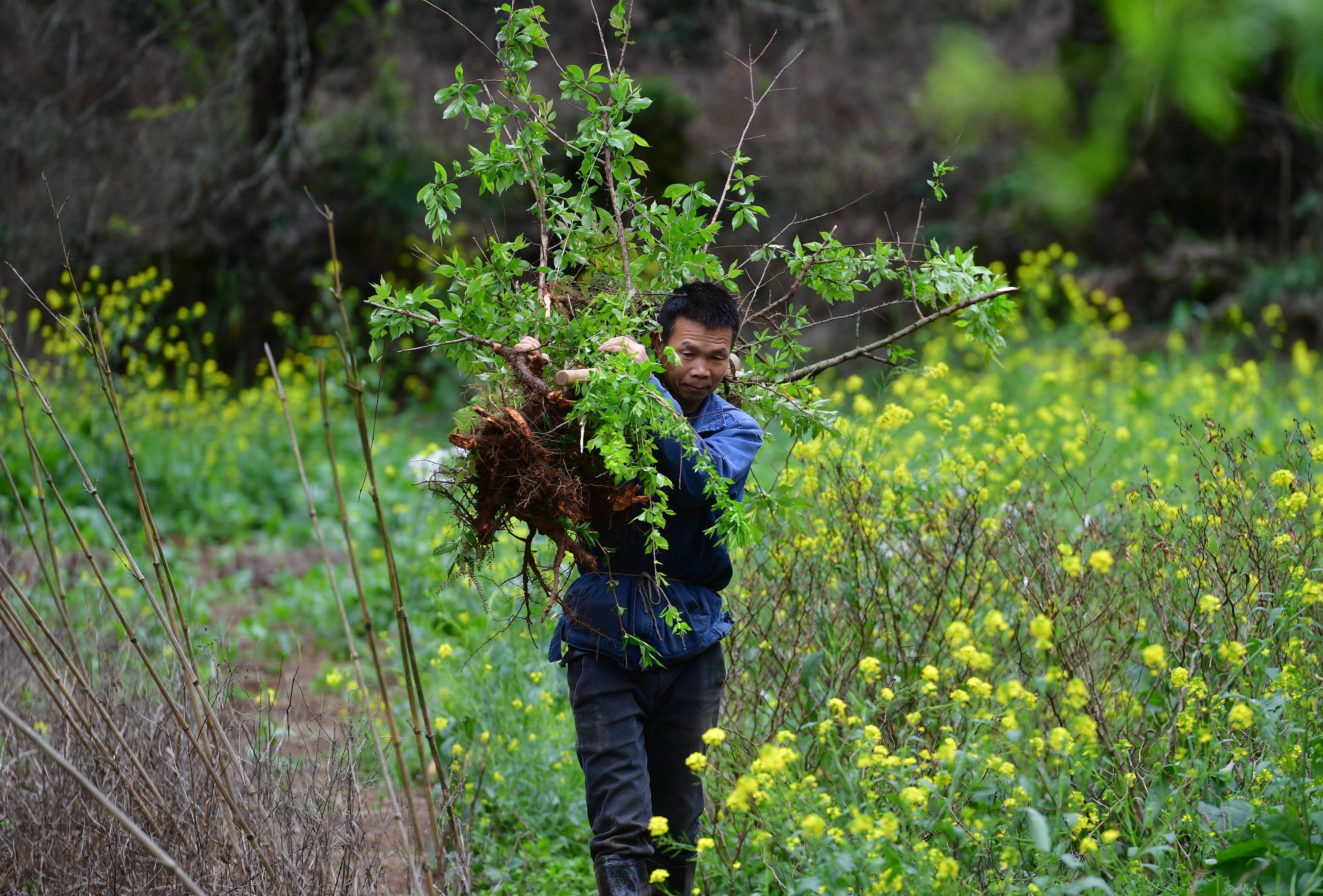 在广西柳州市融安县东起乡崖脚村铜板屯,村民龙革雄扛着树苗上山种植