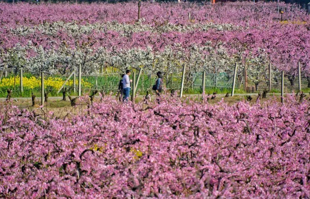 十里桃花灼灼开!2021中国·姚庄桃花节等你来!