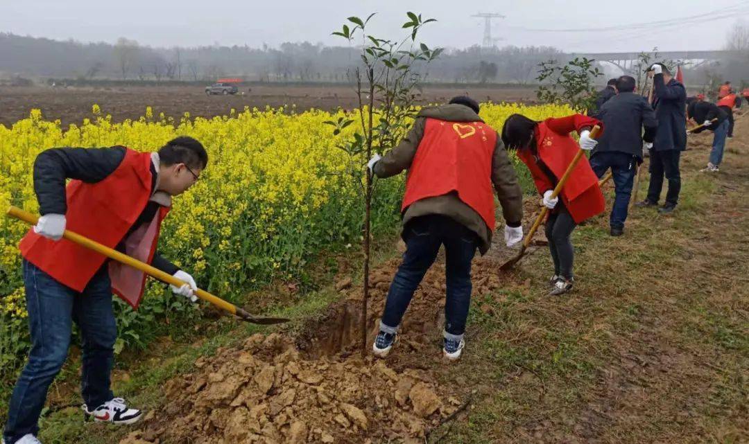 春光无限好 植树正当时 太湖"林小青"在行动!_活动