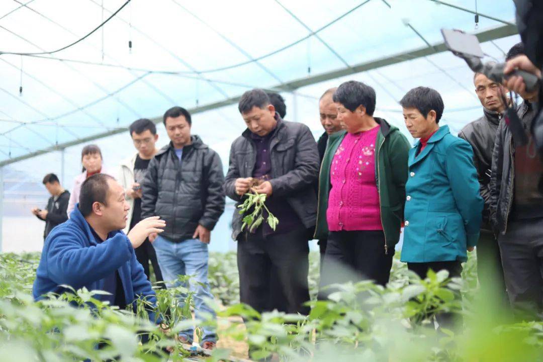 县农业农村局把蔬菜种植技术培训搬进田间 横水镇茶滩村蔬菜基地成了