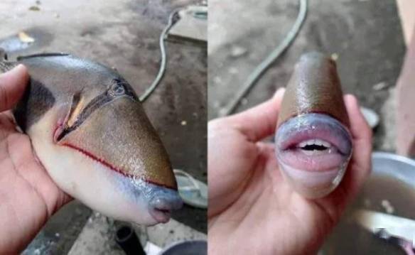 这是产自马来西亚的扳机鱼,从正面看它们还只是普通的鱼,可是从正面看