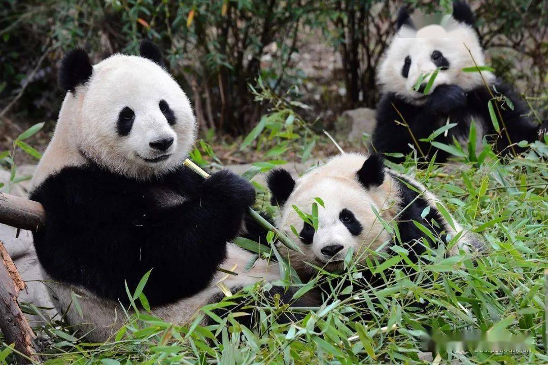 好奇的小熊猫