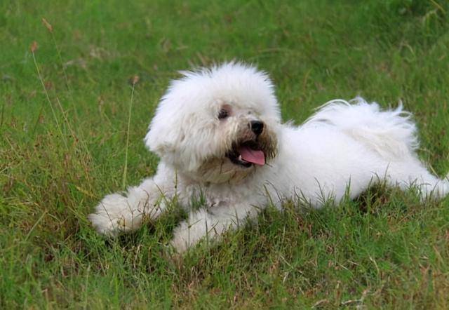 纯种比熊犬和串串比熊犬,谁更好养?