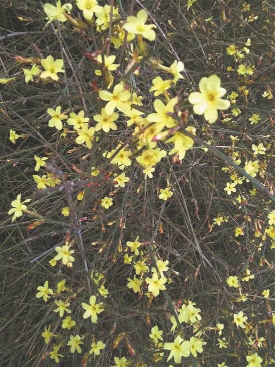 金钟花 (资料图片)野迎春花 (资料图片)连翘的花 (资料图片)