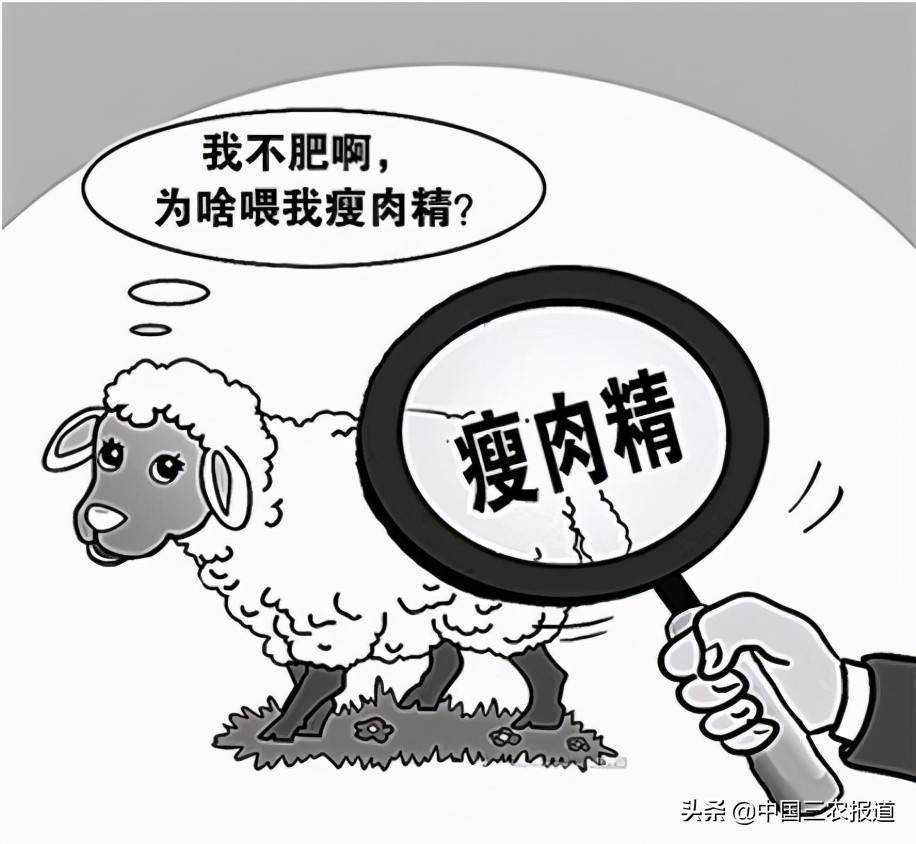 羊肉里也有瘦肉精了?瘦肉精对人体究竟有什么危害?