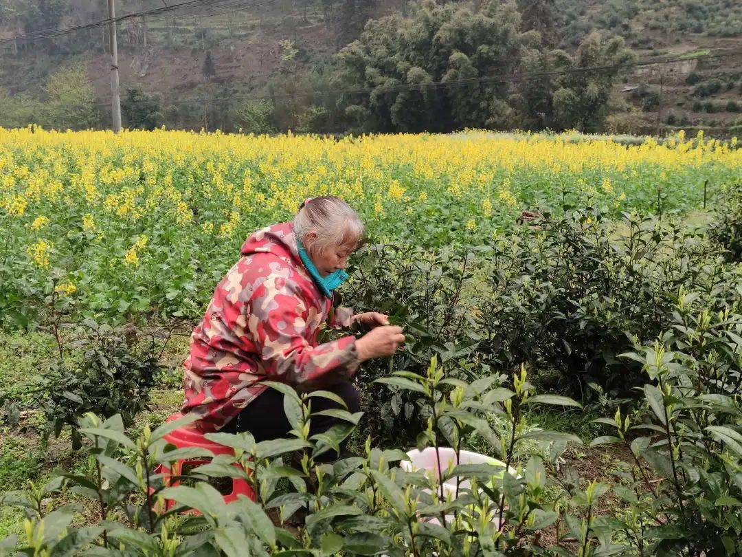 筠连县丰乐乡:仙雾山间春茶丰收茶农笑