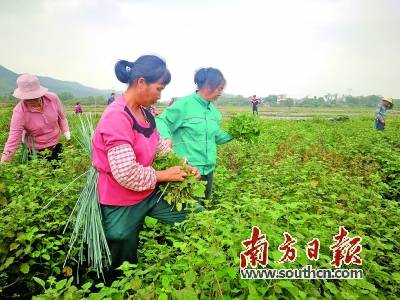 电白区沙琅镇坡村人口有多少_电白七迳镇柏坡村