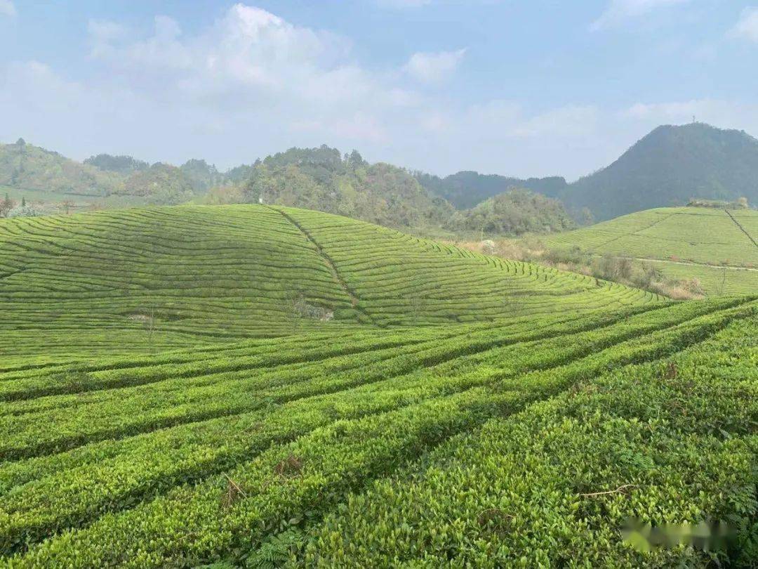 据了解,截至目前,已有英国太古,联合利华,中茶,浙茶,湖茶,浙江露笑