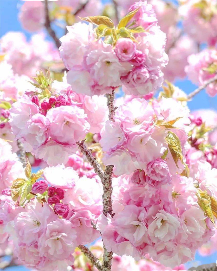 【旅游摄影】春天,最美不过这一簇簇的粉红