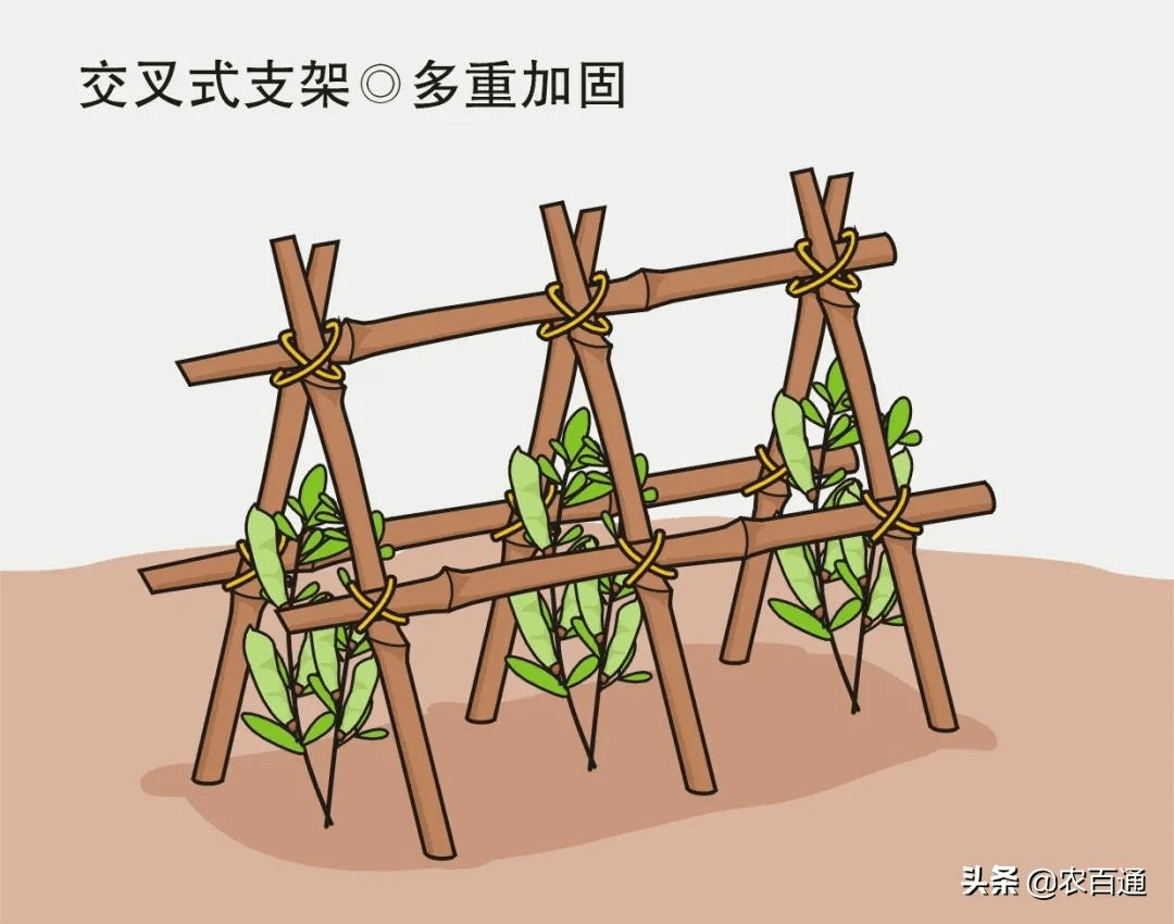 实用提产增效的4种蔬菜搭架法