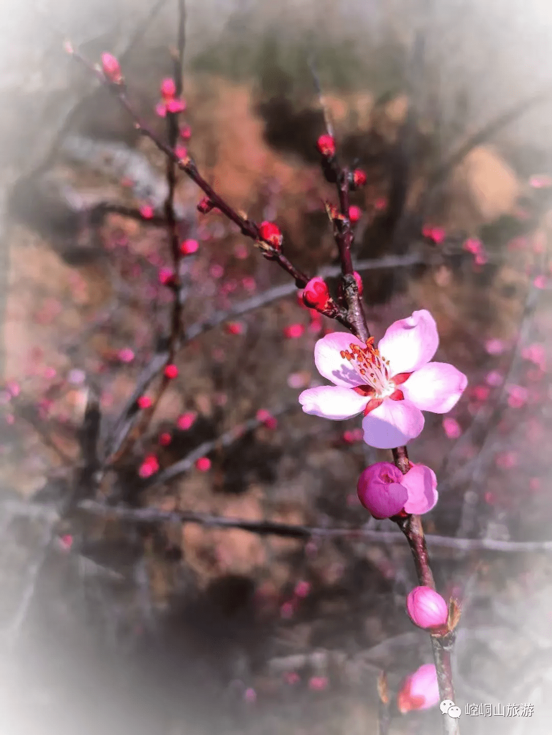 崆峒山的花花花花花花花花,开了!