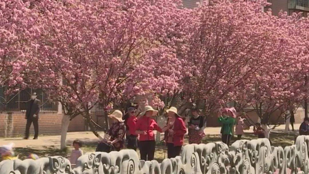 钟山区:中心城区水城河沿岸樱花盛放引客来_六盘水