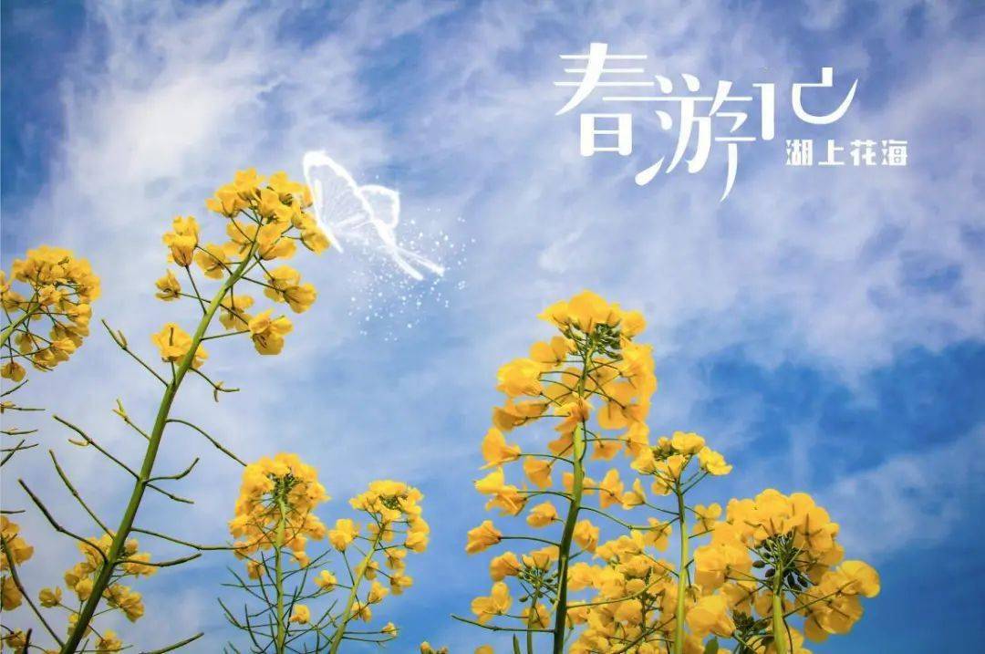 高邮·湖上花海 | 繁花绽放,吸引八方游客来邮赏花,踏春!