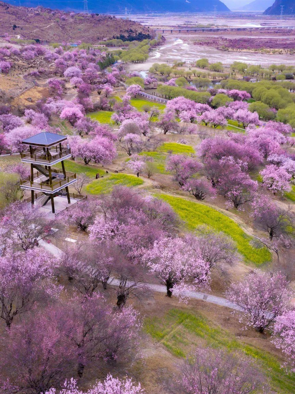 和雪山冰川相映成趣 花期:3月下旬—4月中旬 安顺平坝万亩樱花园 是