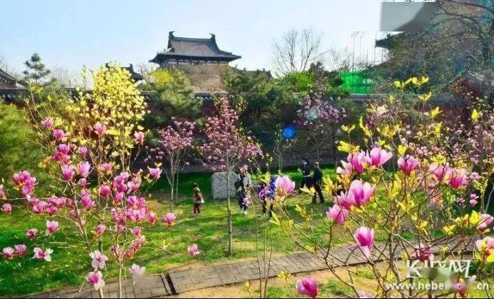 石家庄各公园,景区杨柳吐翠,花团锦簇,景色醉人,也迎来了春游踏青最佳