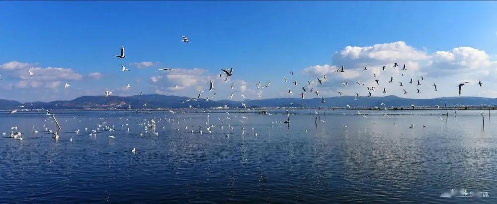 杞麓湖风光 卢贵谦 摄 抚仙湖,星云湖,杞麓湖 "三大高原湖泊" 是玉溪