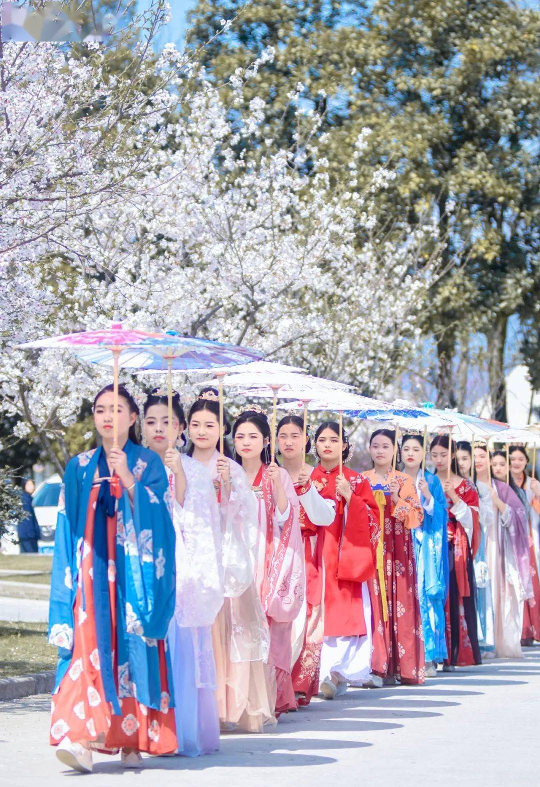 真美啊!今天,东阳这个学校过起了浪漫"樱花节"
