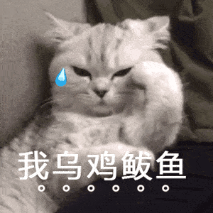 第75期喵表情丨扫黄!人站在左边!猫站右边!