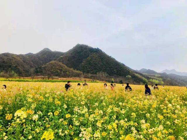 美翻啦!快来长安看七彩油菜花