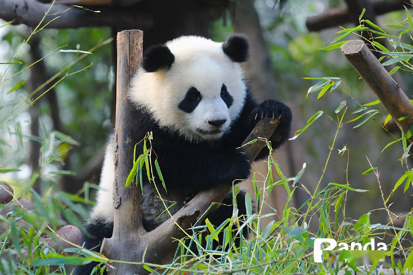 有真正的熊猫可以撸但至少熊猫壁纸资源充足嘛(看熊猫微信编辑部整理