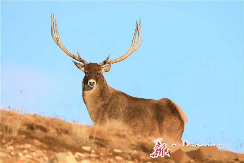 保护生物多样性大腕祁连山请来众多明星作代言