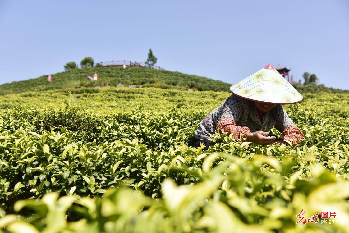 江西宁都:茶叶推动乡村振兴