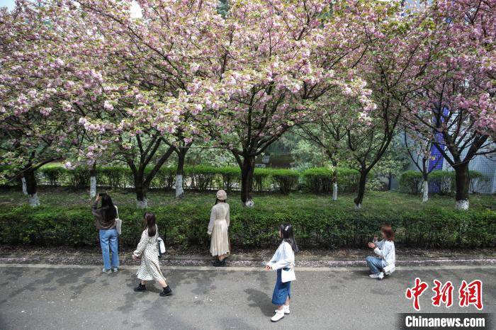 图为3月27日,贵州民族大学盛开的樱花吸引学生观赏. 瞿宏伦 摄