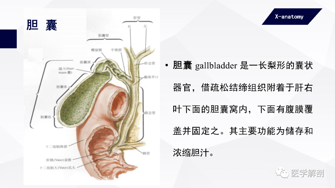 人体解剖学消化腺肝外胆道