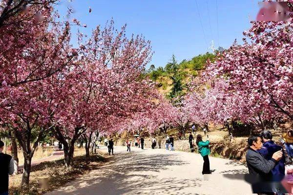 渔洞名樱庄园位于云南省昭通市昭阳区洒渔镇联合村,是国家aaa级旅游