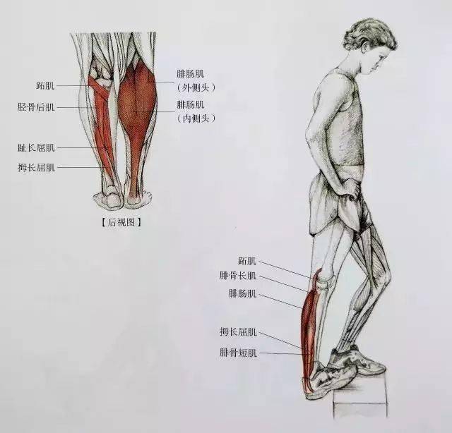 肌肉紧张显小腿粗小腿拉伸图解告别疙瘩腿