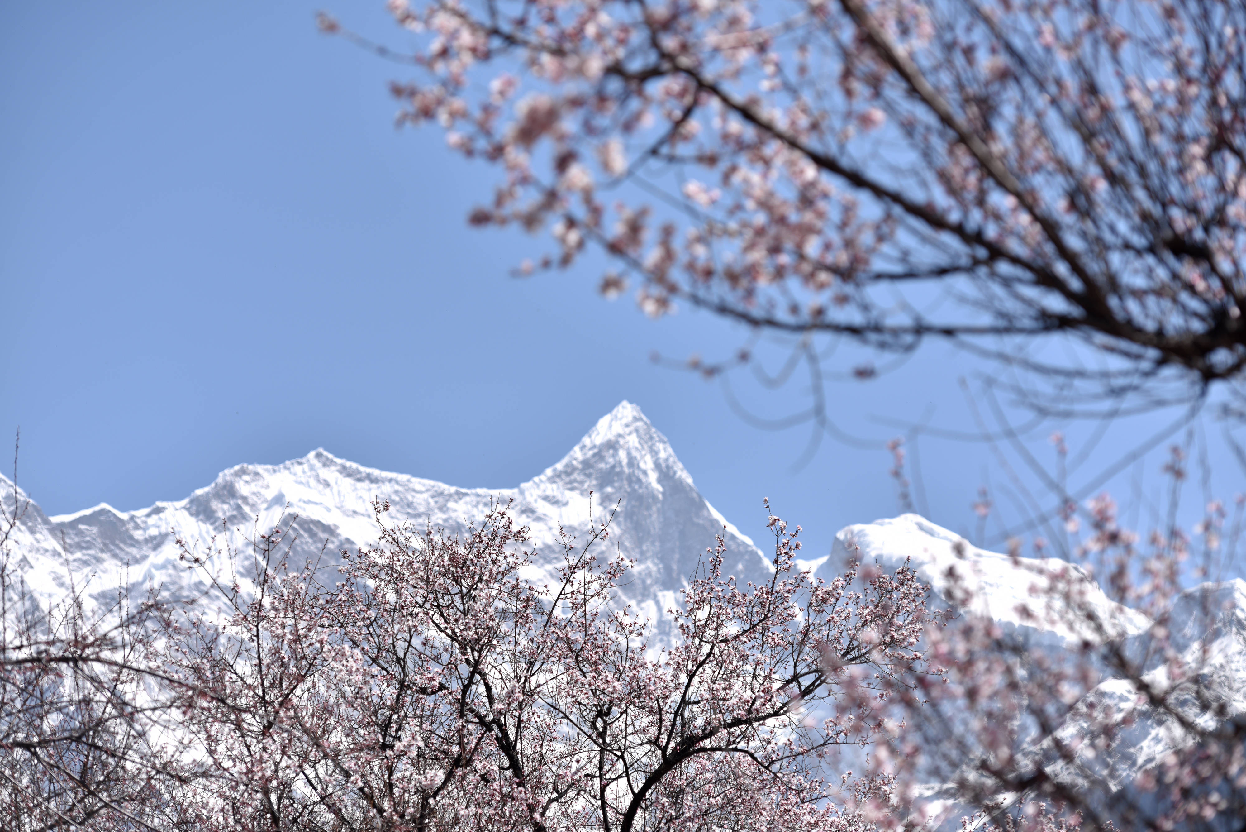 林芝桃花次第开