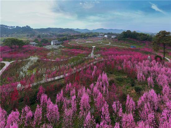 湖南常德桃花源春景获央视两频道大力推介