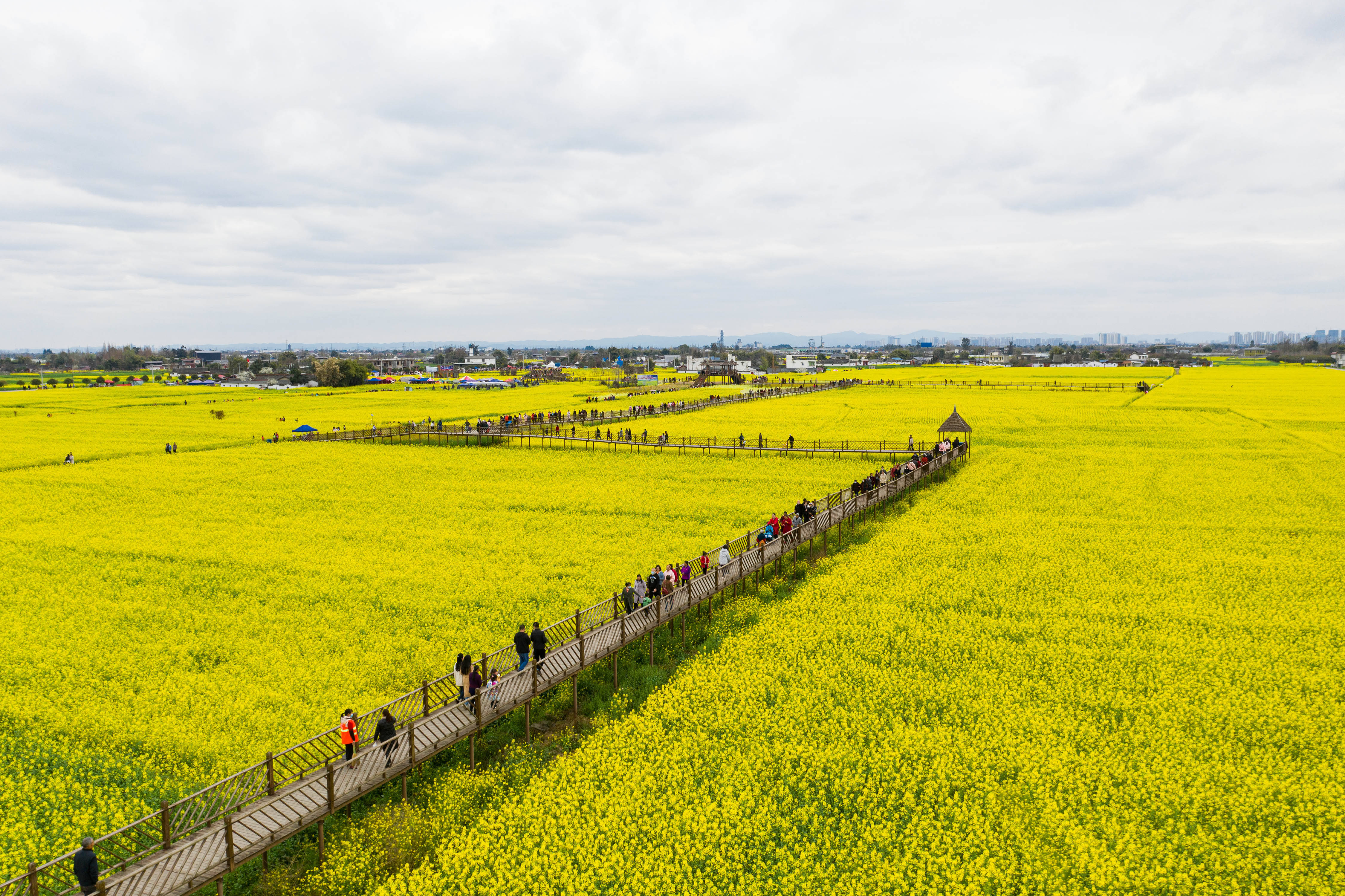 2月28日拍摄的四川省广汉市高坪镇成片的油菜花(无人机照片.