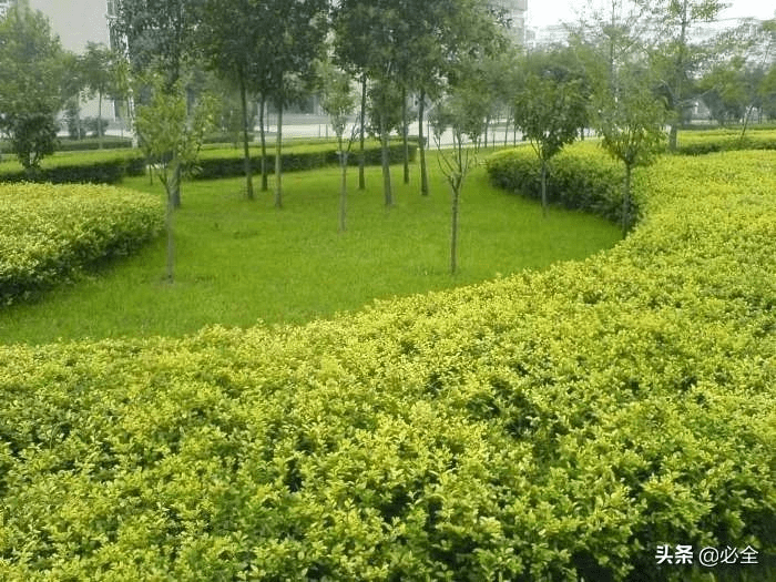 道路绿化中,城市干道植物应该怎样配置?