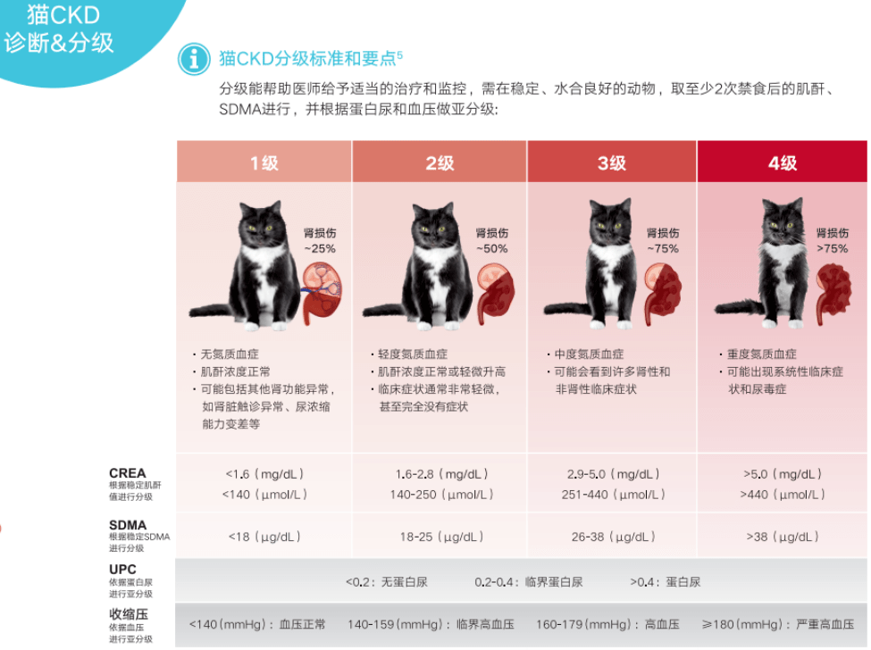 猫慢性肾病及蛋白尿的推荐管理方案含实用分级诊断表建议收藏