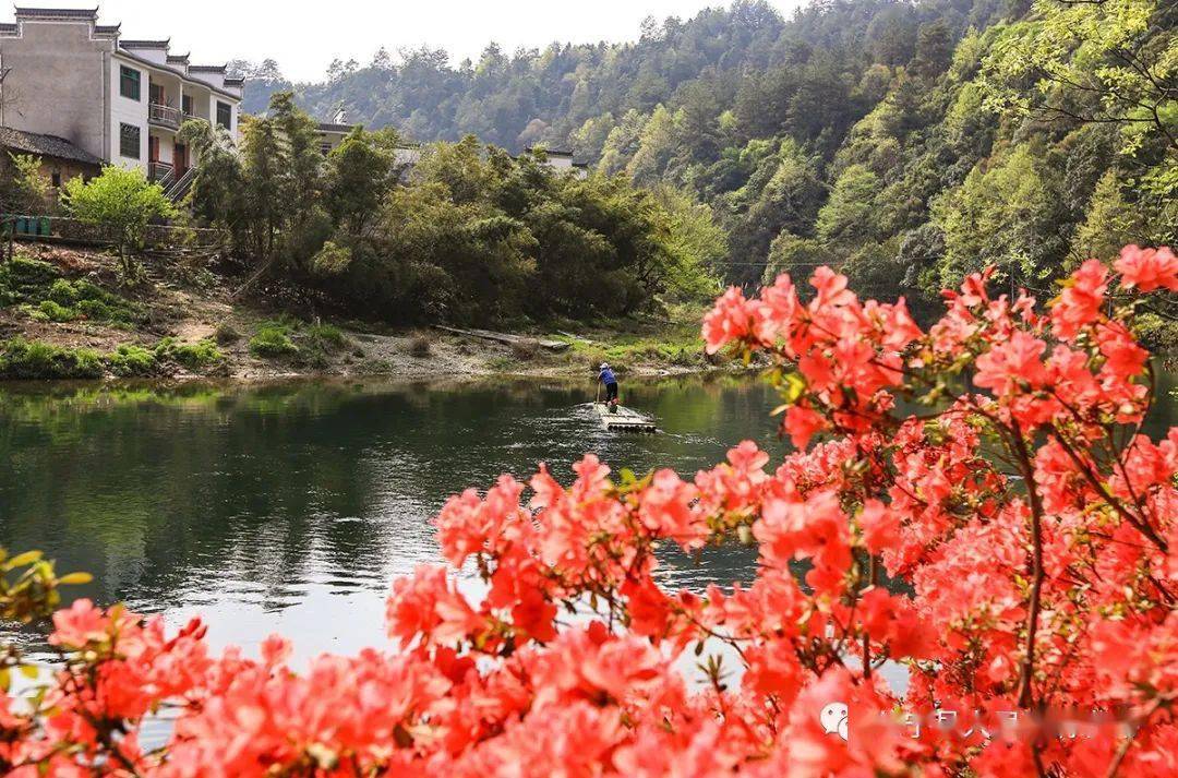 新安源头清溪倒照映山红_杜鹃花