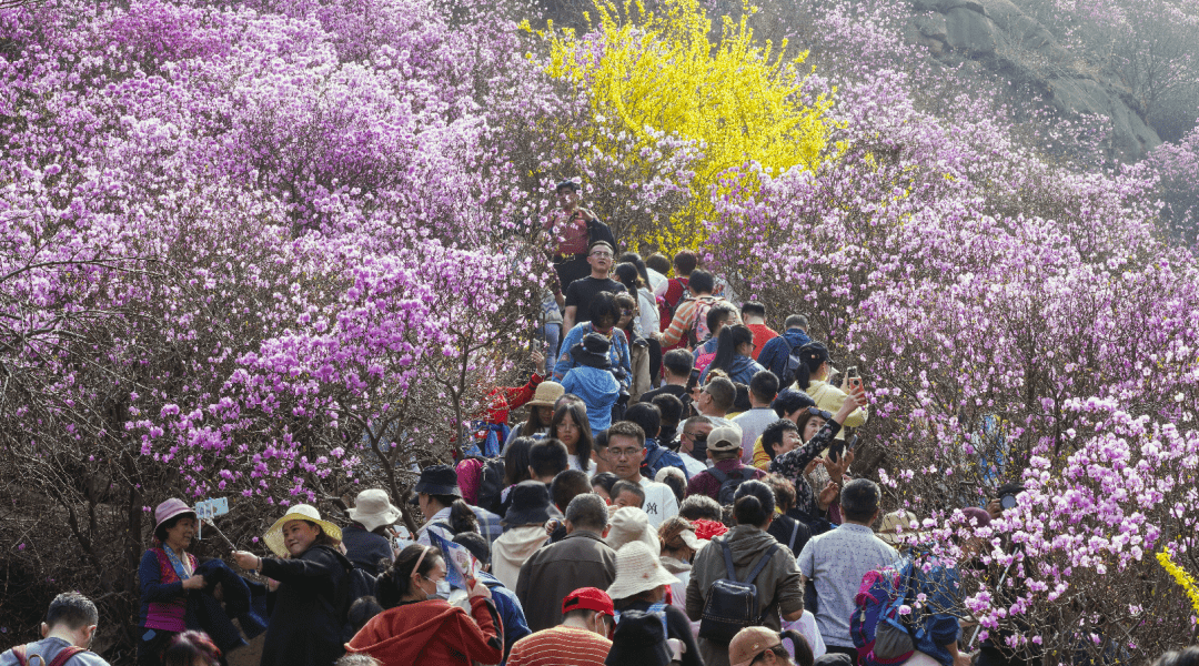 青岛大珠山杜鹃花进入盛花期啦,清明小长假,欢乐来袭