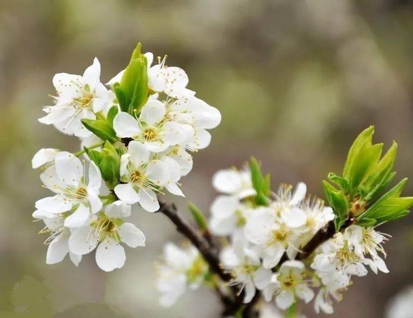 拍花季到了,你还傻傻分不清桃花,杏花,樱花,梨花,李花,海棠花吗?