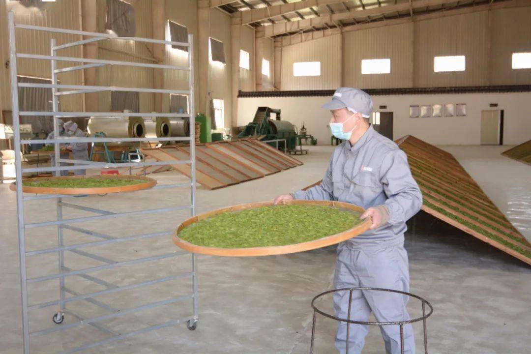 全自动茶叶理条机