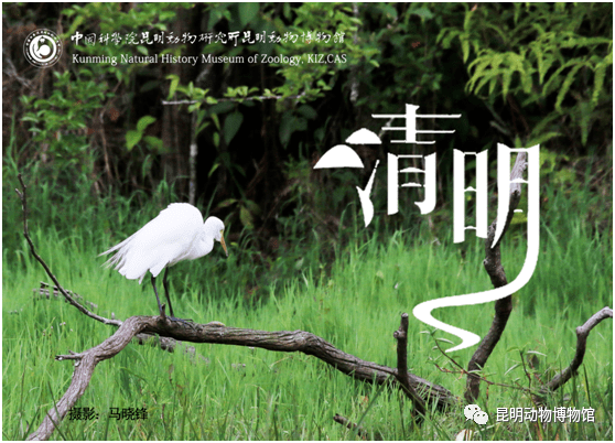 2021年清明节期间昆明动物博物馆正常开放通告