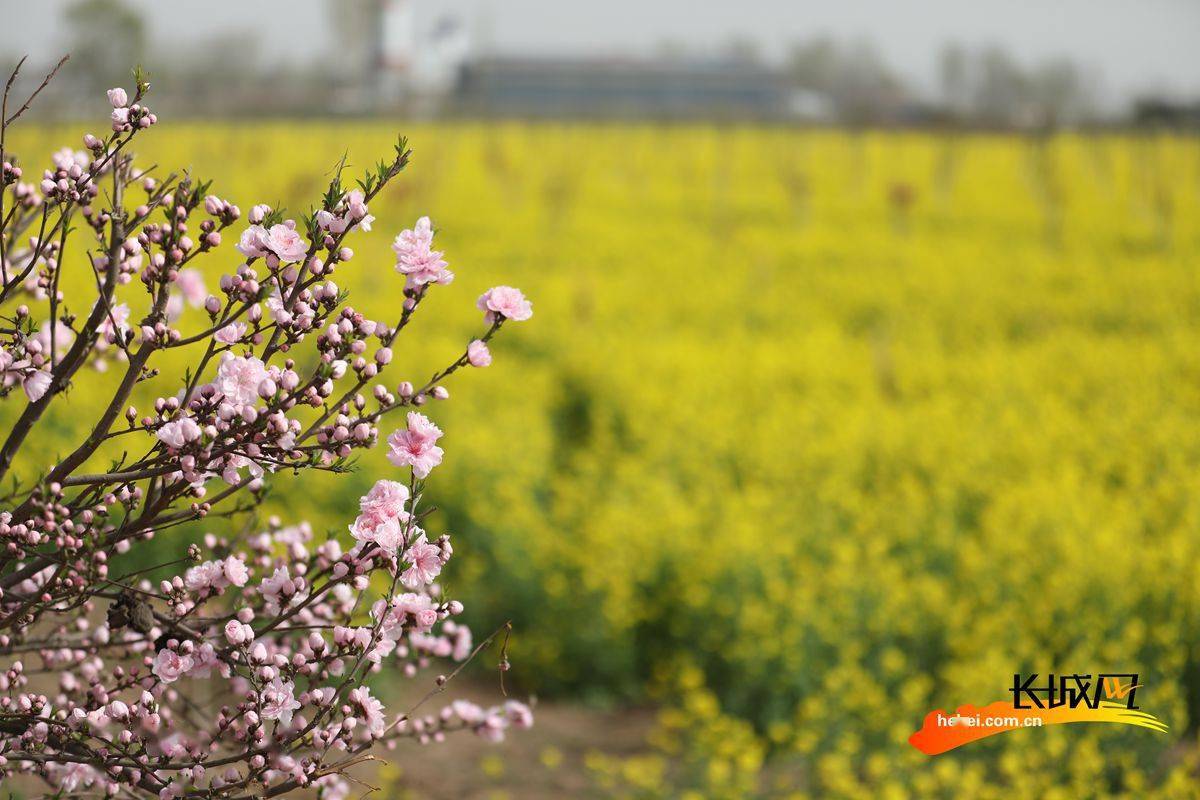 高清组图|河北枣强:油菜花开金满地 景色如画踏春来