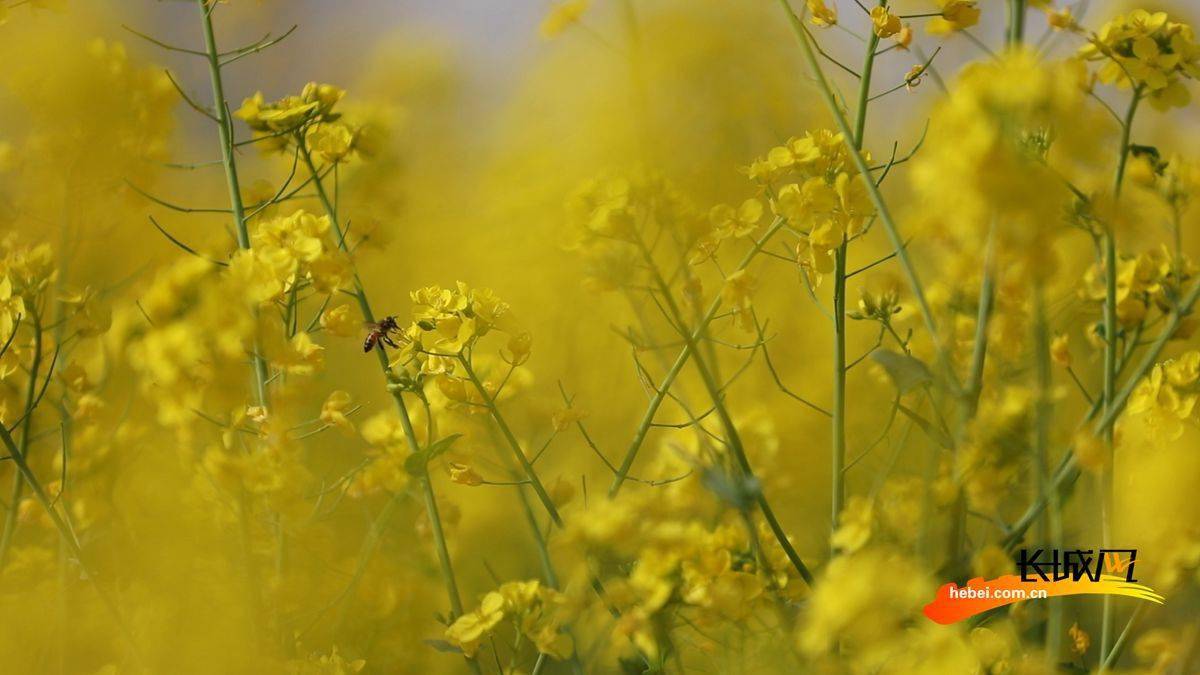 高清组图|河北枣强:油菜花开金满地 景色如画踏春来