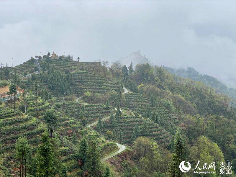 宜昌邓村乡茶旅融合发展点亮美丽乡村