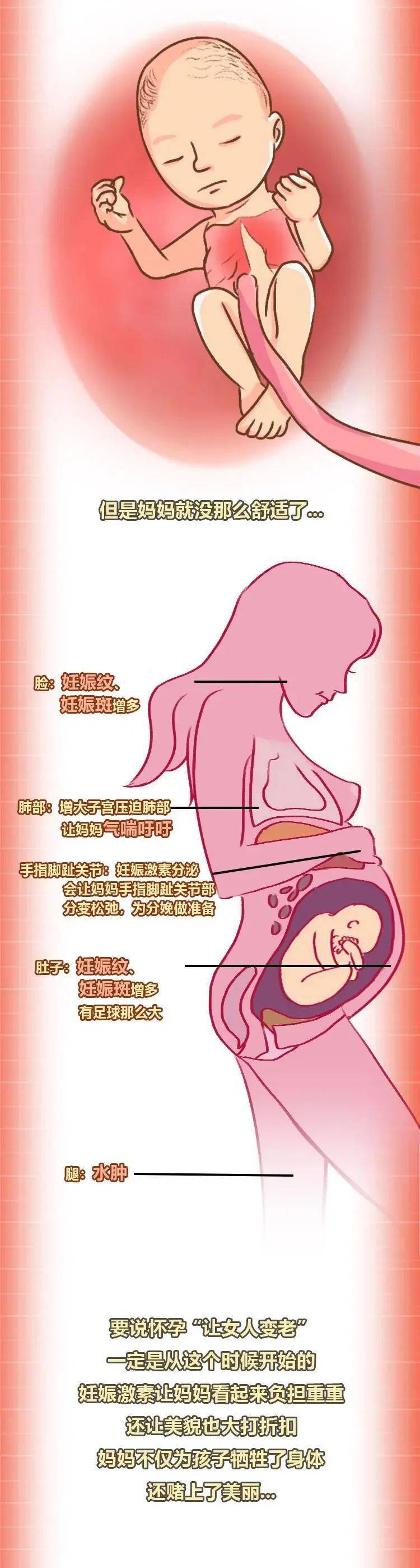 一图了解妈妈怀孕期间要经历什么!